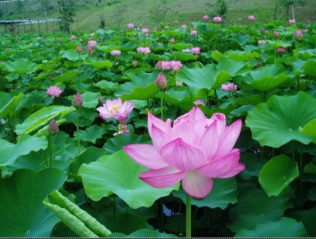 「「蓮の花」とはどんな花ですか? 仏様と関」の回答画像2