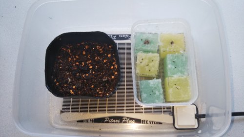 「手作り発芽キットですが、大葉が発芽しませ」の質問画像