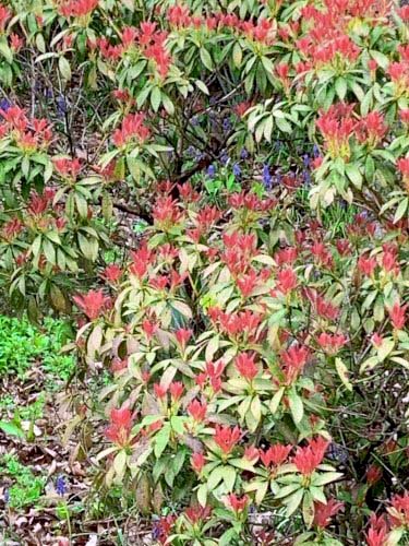 「花の名前教えて下さい。昨日赤城山で見つけ」の回答画像2