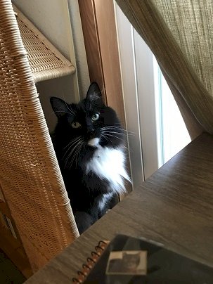 「猫をトライアルで、預かってきたんですけど」の回答画像6