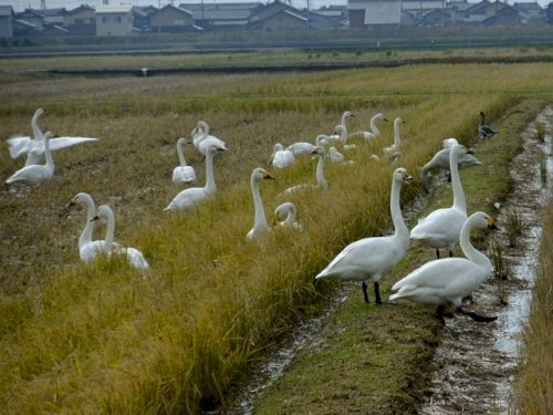 「大阪府、福岡市、名古屋市、東京都、千葉市」の回答画像1