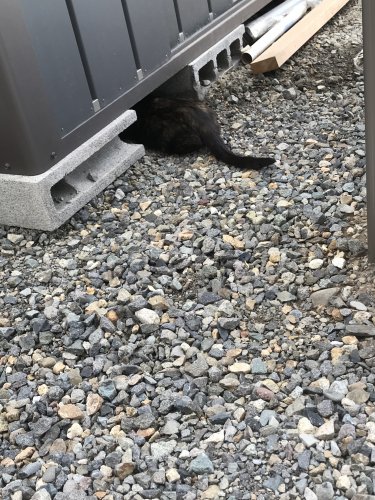 「野良猫ちゃんと仲良くなりたいんですが微妙」の質問画像