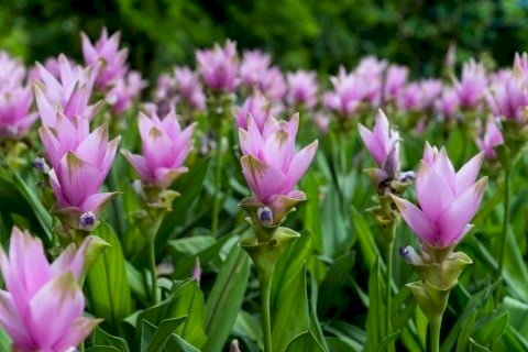 「花の名前を教えてください!」の回答画像3