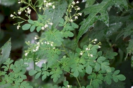 「この花の名前を」の回答画像2