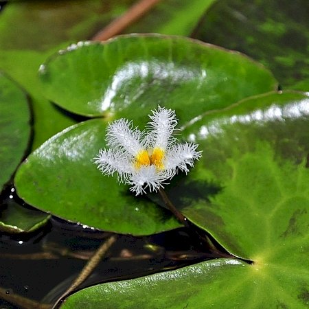 「この花の名前を教えて下さい。」の回答画像2