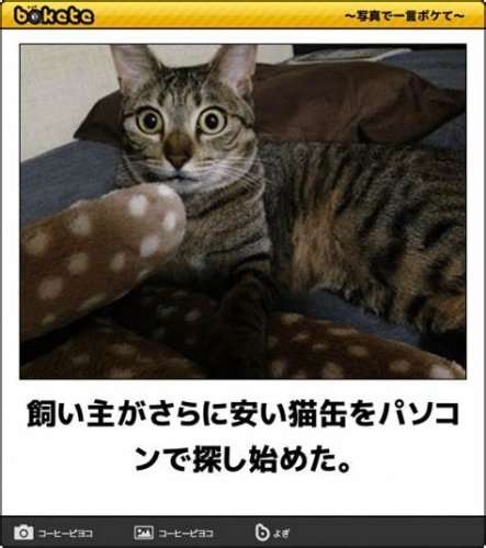 「ほっこり、にやり、プチ泣き、 げんなり、」の回答画像29