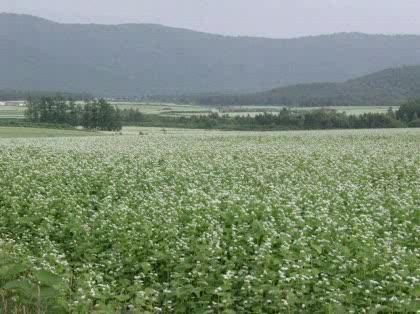 「7月の北海道。おすすめ観光地教えてくださ」の回答画像2