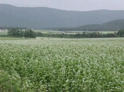 「７月の北海道。おすすめ観光地教えてくださ」の回答画像2