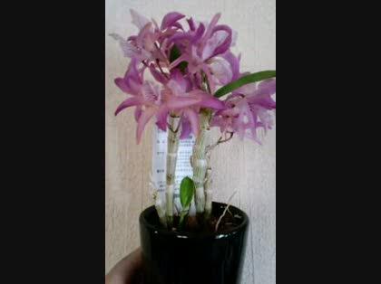 「新芽のあるデンドロの花を摘むべきか」の質問画像