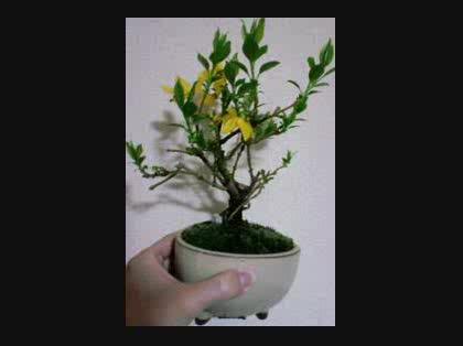 「盆栽レンギョウの剪定について」の質問画像