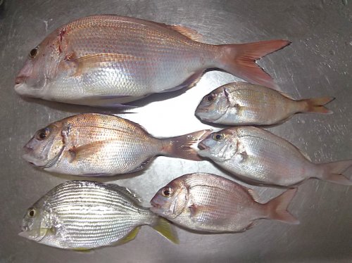 「釣りに技術ってあるんですか?私は釣りをは」の回答画像7