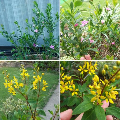 「寄せ植えに入っていた園芸植物の名前を教え」の質問画像