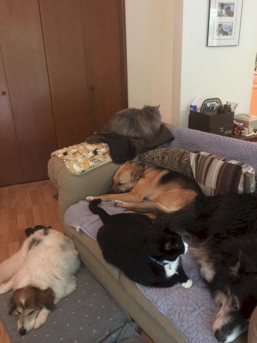 「今の時代って中型犬、大型犬でも室内で飼う」の回答画像11
