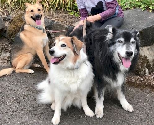 「去年の春に愛犬が虹の橋を渡りました。 1」の回答画像7