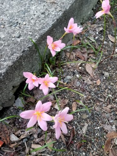 「花の名前を教えて下さい」の回答画像3