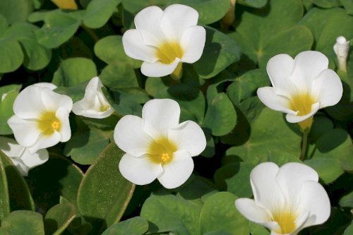 「白い花の名前を教えていただけないでしょう」の回答画像5