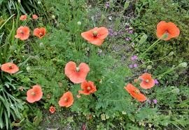 「このオレンジの花の名前は何というのでしょ」の回答画像4