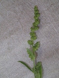 「草名が知りたい」の回答画像3