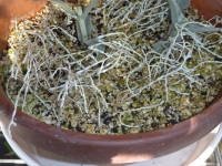 「この植物の名前わかる方教えて下さい 白く」の回答画像4