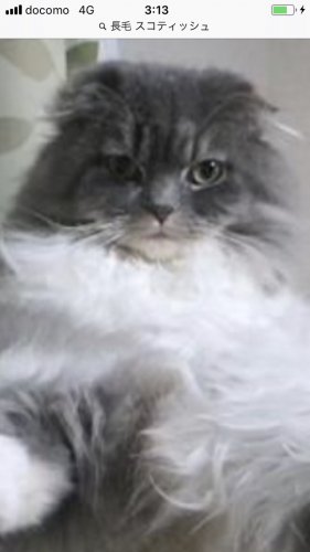 「゚・*:.。✡ 最近、良く口ずさむフレー」の回答画像701
