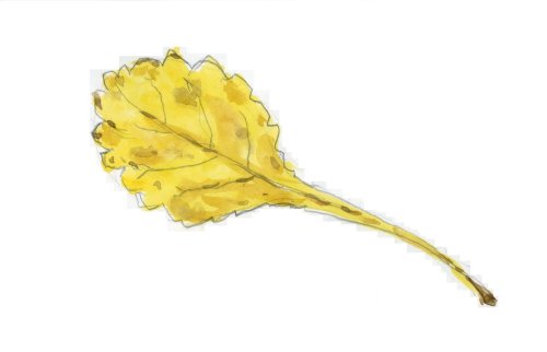 「この野草の名前を教えてください。」の質問画像