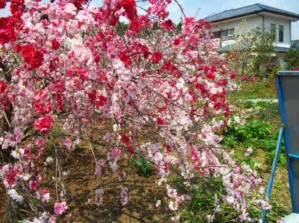「貴方の一番好きな花を教えてください!」の回答画像10