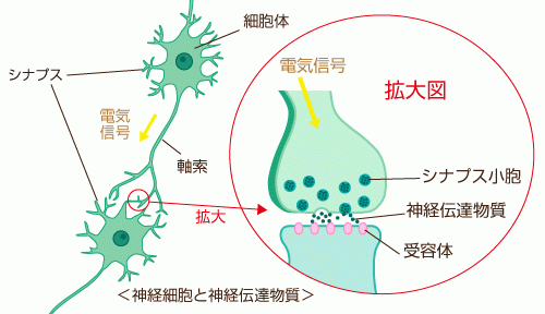 「うつ病自律神経矢調症がなおるにはどうした」の回答画像3