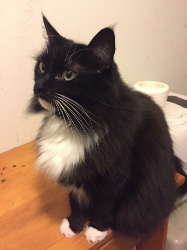 「ノルウェージャンフォレストキャットについ」の回答画像4