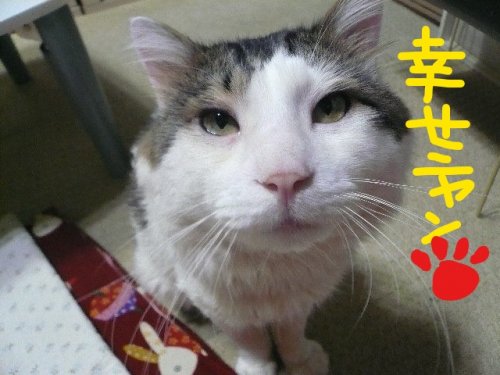 「私には、15歳上の彼がいます! 彼と同棲」の回答画像6