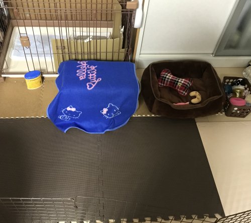 「仔犬はどのくらいでゲージに慣れますか? 」の回答画像4