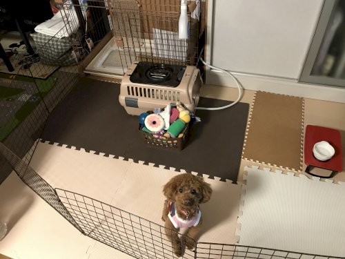 「子犬の躾について」の回答画像1