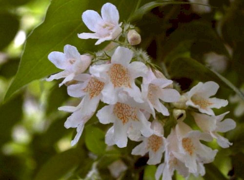「この花の名前を教えて下さい。 飯豊山中に」の回答画像2