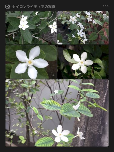 「白い花の名前を教えていただけないでしょう」の回答画像1