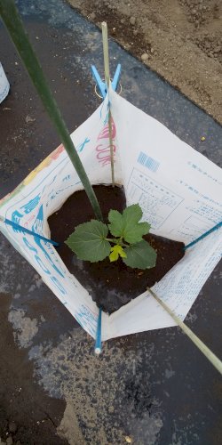 「家庭菜園で」の回答画像2