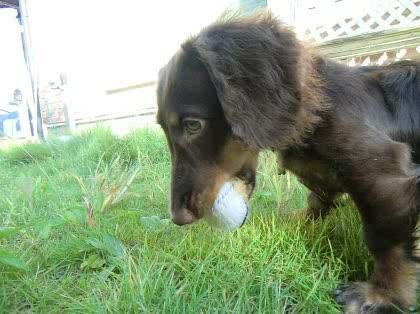 「走った後に狂暴化(?)する愛犬。」の質問画像