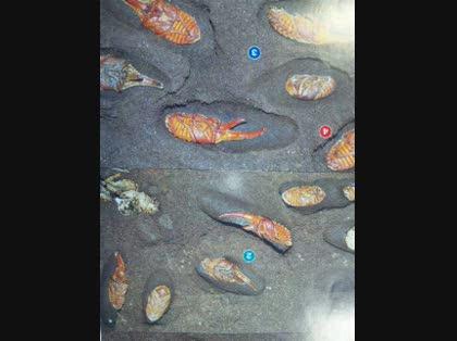 「カブトムシが正常な形で羽化するか心配です」の回答画像2