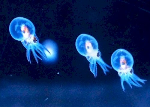 「【謎かけ】&【雑談】しませんか? ⭐雑談」の回答画像2048
