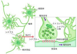 「うつ病の彼女 数年前からうつ病を患い、退」の回答画像10