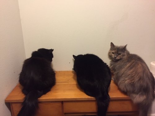 「猫の多頭飼いについて 今、オスのキジトラ」の回答画像7