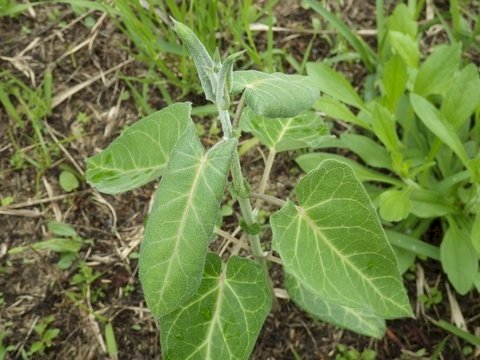 「この雑草の名前を教えて下さい。」の回答画像2