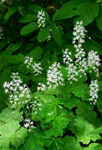 「この花の名前を教えて下さい。」の回答画像2