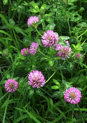 「花の名前を教えてください」の回答画像2