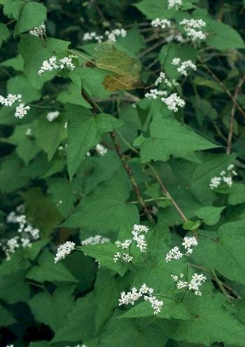 「この花の名前を教えてください」の回答画像1