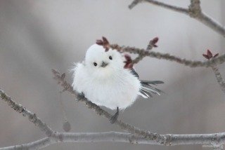 「♪ 鳥に なれ~ おおらかな~ 翼 を 」の回答画像31