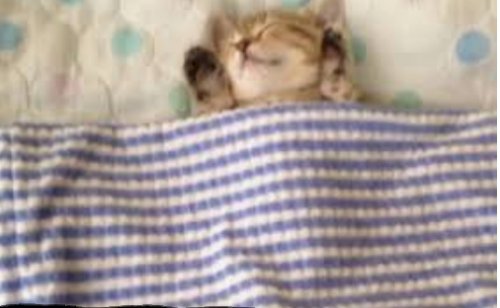 「◇今日は伊達巻の日です。 おはようござい」の回答画像1165
