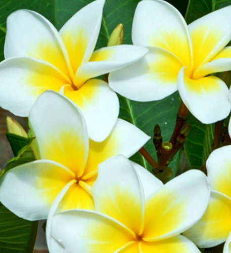 「この花の名前を教えてください。」の回答画像2