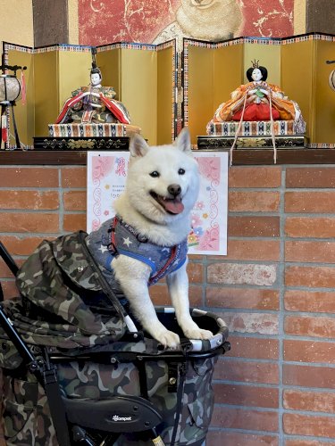 「若豆柴犬が一匹で留守番すると大暴れして部」の質問画像