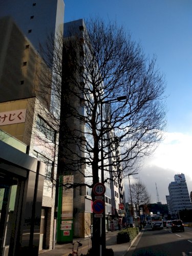 「街路樹が過度に剪定されて、見るも痛々しい」の回答画像6