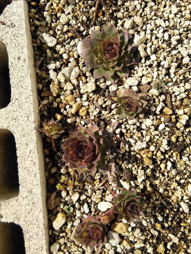 「サボテン5種類を寄せ植えしましたが、大き」の回答画像2