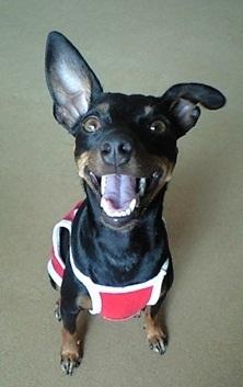 「犬に対する感覚。」の回答画像7